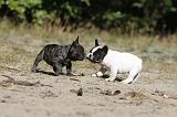 BOULEDOGUE FRANCAIS 305